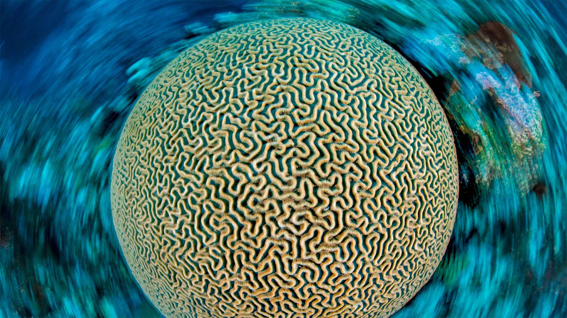 加勒比海的片脑纹珊瑚，开曼群岛 (© Alex Mustard/Minden Pictures)(20220129)的图片-加勒比海的片脑纹珊瑚，开曼群岛 (© Alex Mustard/Minden Pictures)