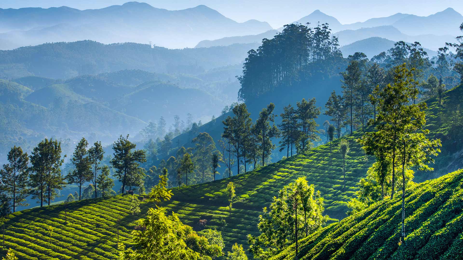慕那尔山区的茶园，印度喀拉拉邦 (© SvitlanaBelinska/iStock/Getty Images Plus)(20220211)的图片-慕那尔山区的茶园，印度喀拉拉邦 (© SvitlanaBelinska/iStock/Getty Images Plus)