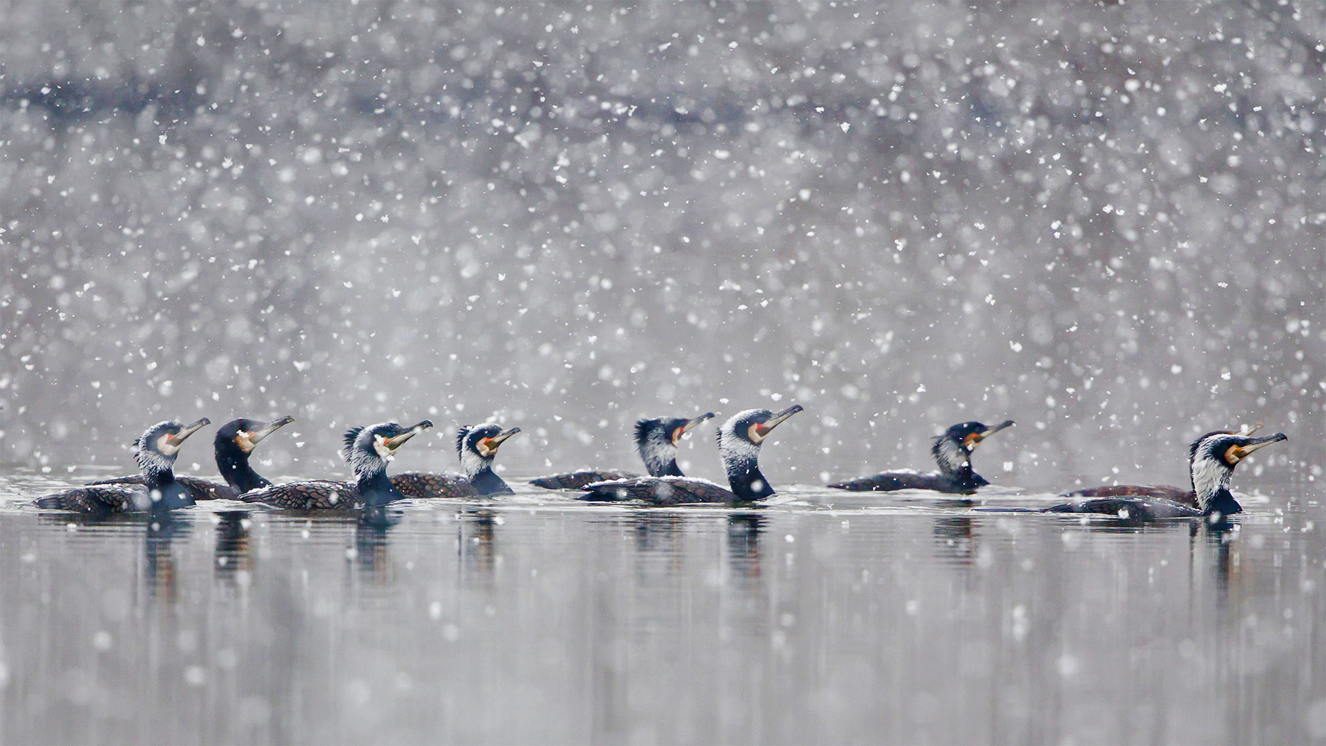 在暴风雪中畅游的鸬鹚，德国黑森州 (© Wilfried Martin/Getty Images)(20220306)的图片-在暴风雪中畅游的鸬鹚，德国黑森州 (© Wilfried Martin/Getty Images)