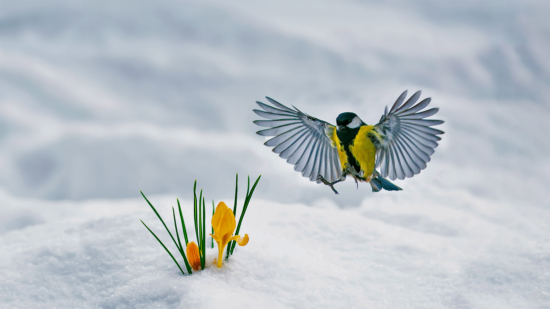 黄番红花和翩翩起舞的大山雀 (© Nataba/Getty Images)(20220326)的图片-黄番红花和翩翩起舞的大山雀 (© Nataba/Getty Images)