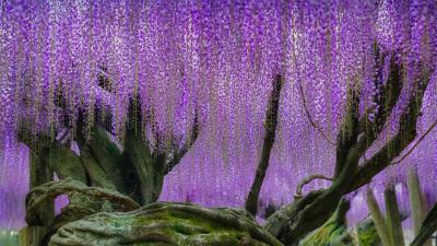 河内藤园里梦幻的紫藤花，日本北九州市 (© Steve Tan C K Photography/Getty Images)(20220328)的图片-河内藤园里梦幻的紫藤花，日本北九州市 (© Steve Tan C K Photography/Getty Images)
