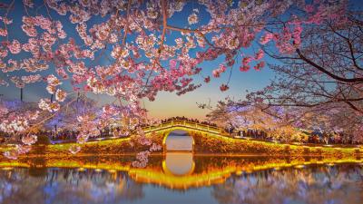 太湖边盛开的樱花，无锡 (© Eric Yang/Getty Images)(20220403)的图片-太湖边盛开的樱花，无锡 (© Eric Yang/Getty Images)