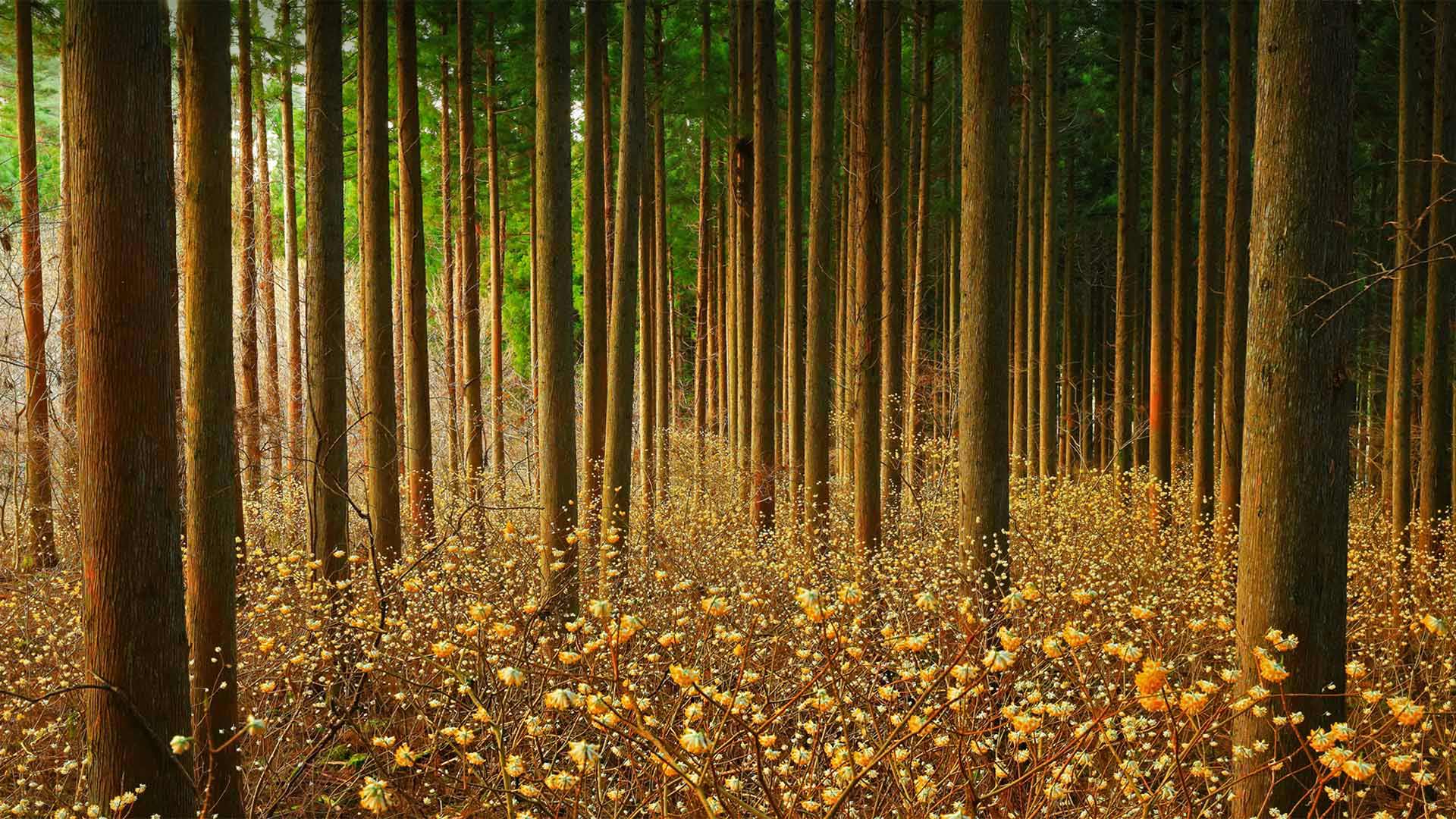 森林中的结香花，日本 (© nattya3714/Getty Images)(20220413)的图片-森林中的结香花，日本 (© nattya3714/Getty Images)