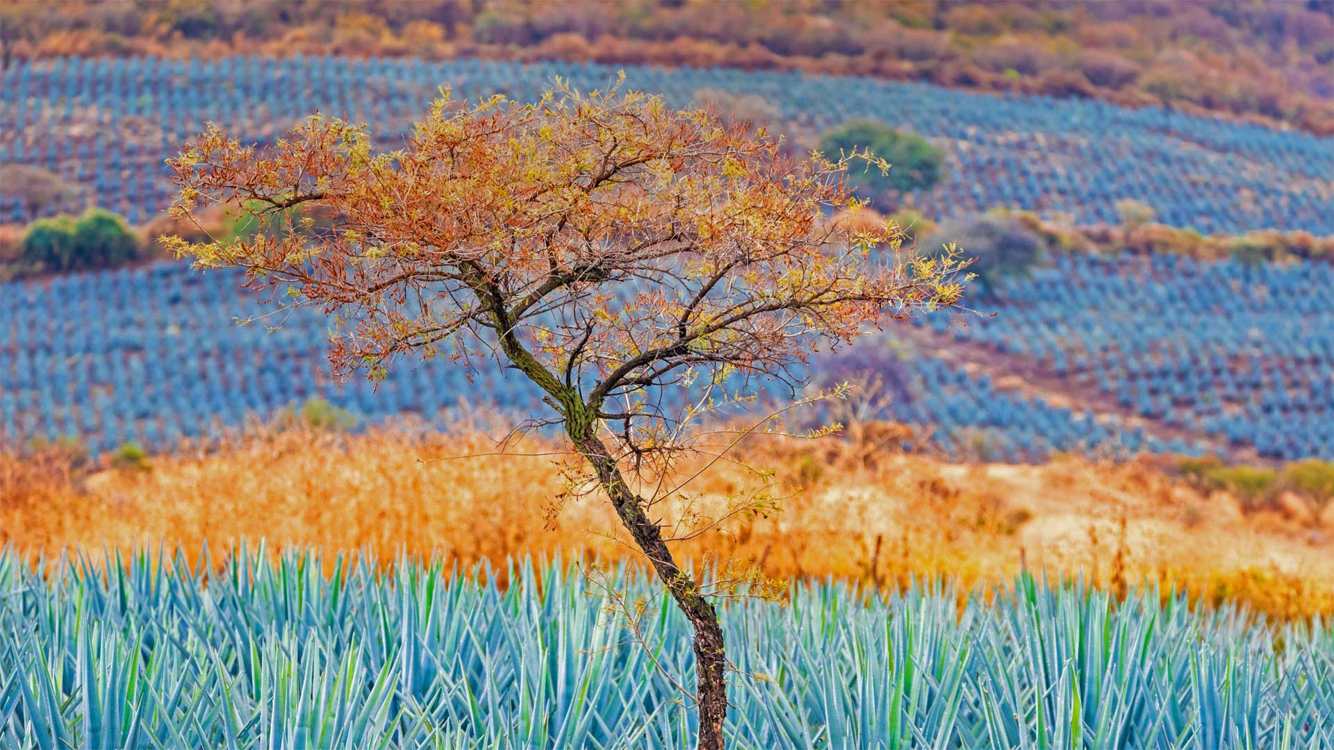 蓝色龙舌兰田，墨西哥哈利斯科州龙舌兰酒产区 (© Brian Overcast/Alamy)(20220505)的图片-蓝色龙舌兰田，墨西哥哈利斯科州龙舌兰酒产区 (© Brian Overcast/Alamy)