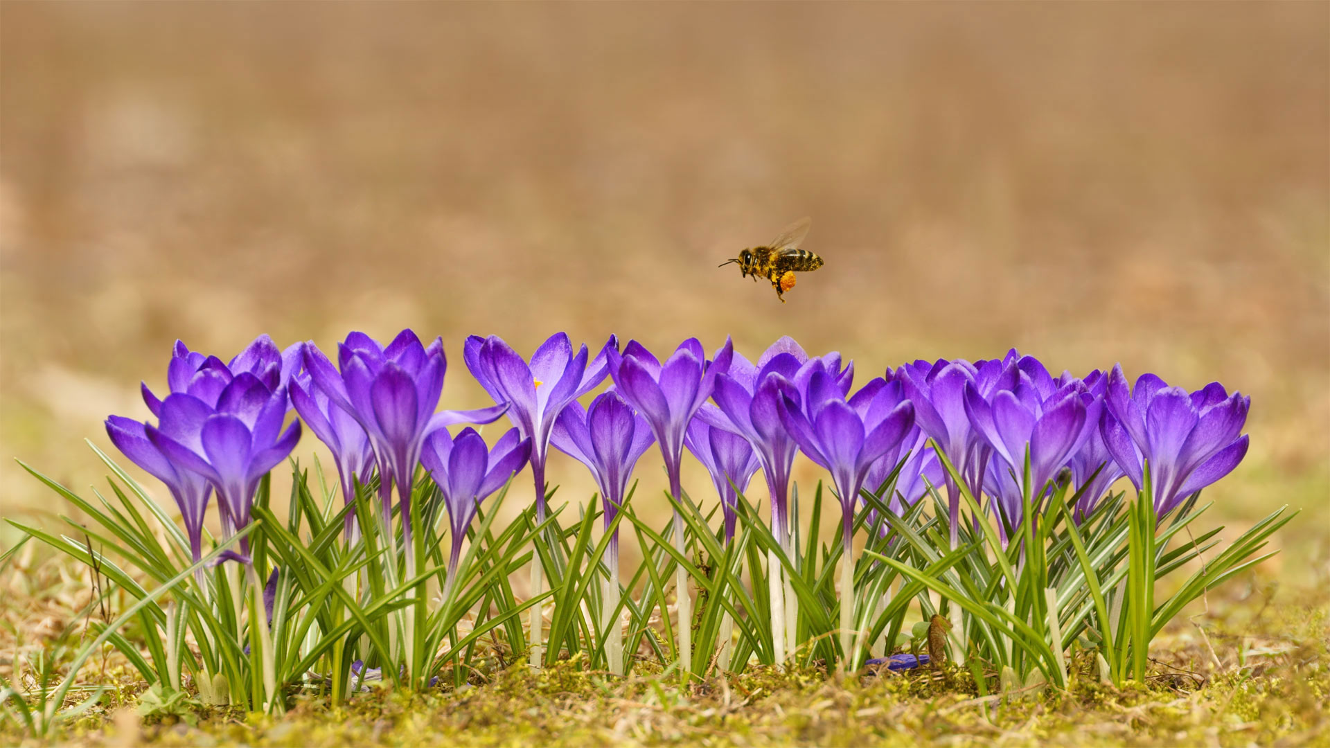 Honeybee flying over crocuses in the Tatra Mountains, Poland (© Mirek Kijewski/Getty Images)(20220520)的图片-Honeybee flying over crocuses in the Tatra Mountains, Poland (© Mirek Kijewski/Getty Images)